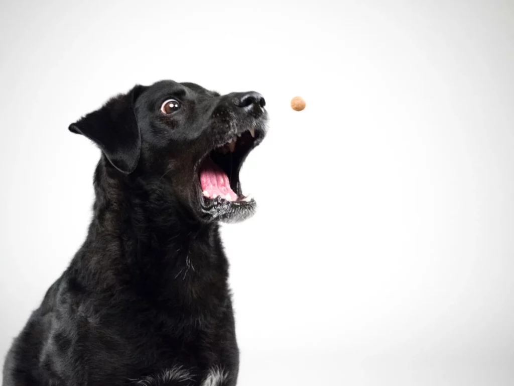Hundefutter Deklaration: Hund schnappt nach einem zugeworfenen Leckerli