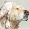 Veganes Hundeshampoo