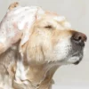 Veganes Hundeshampoo