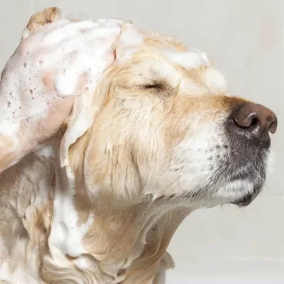 Veganes Hundeshampoo