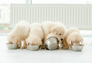 Hundefutter deklaration