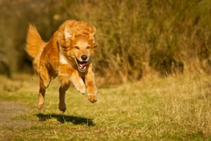Die Körpersprache des Hundes