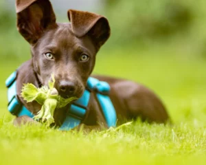 Das beste Hundegeschirr