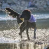 Wurfball mit Schlaufe Hund