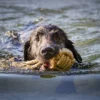 Wurfball mit Schlaufe Hund