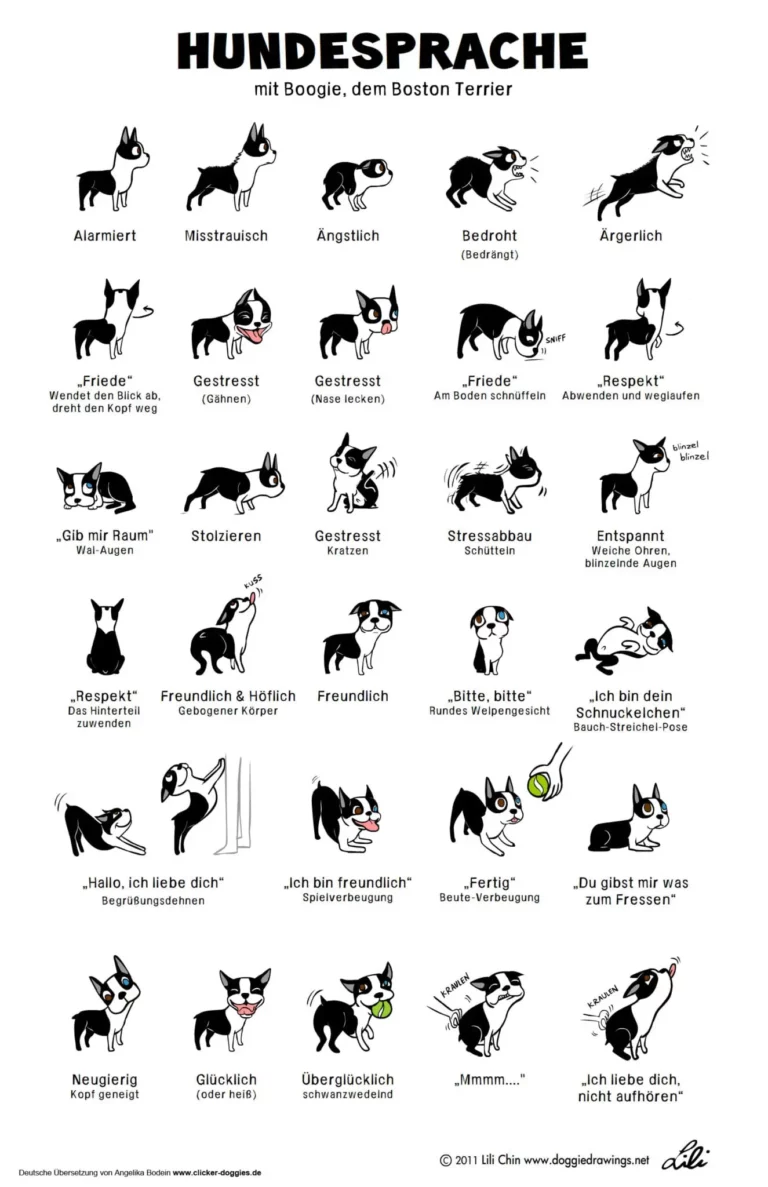 Hunde Körpersprache