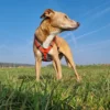 bellerei Hundegeschirr