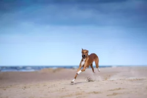 rezepte für den hund zum selber machen