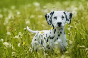 Blogbeitrag Hundeausdrucksverhalten