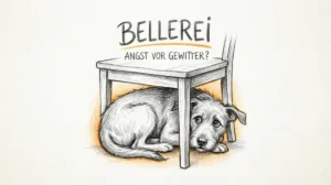 CBD Öl bei Hundeangst: Was sagen die Erfahrungen? Hero