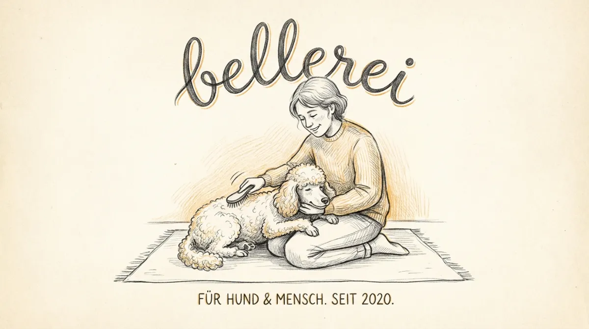 bellerei: Frau bürstet liebevoll Pudel. Beste Pudel Fellpflege.