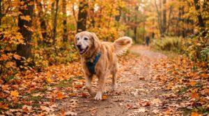Senior Golden Retriever spaziert im Herbstpark
