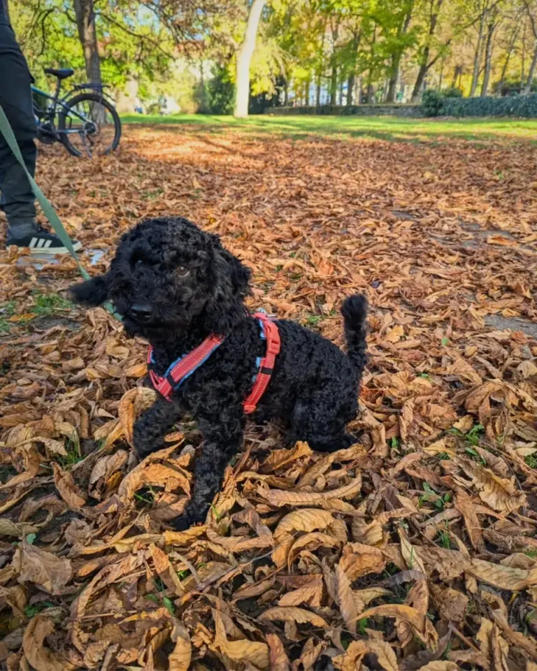 Schwarzer Zwergpudel Eddie sitzt im Herbstlaub und trägt das bellerei Y-Geschirr in Koralle mit hellblauem Polster