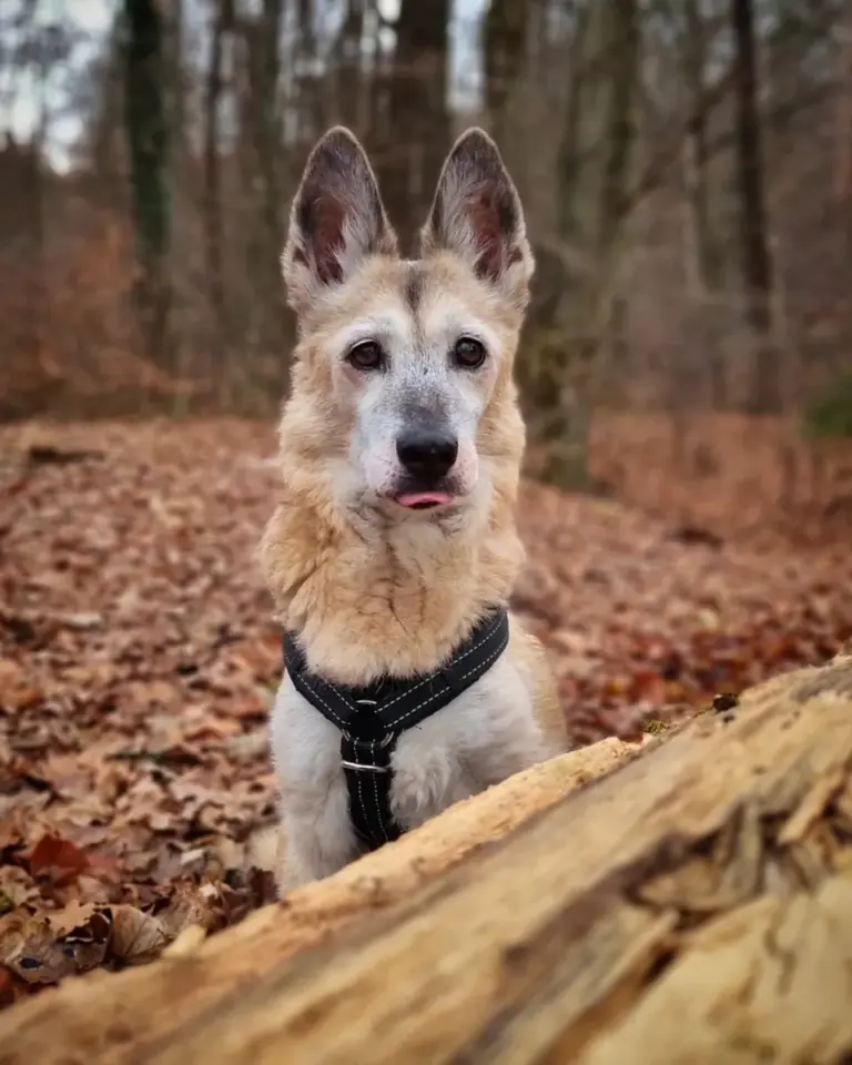 Hündin Lajka steht hinter einem Baumstamm im Herbstwald und trägt das schwarze bellerei Y-Geschirr
