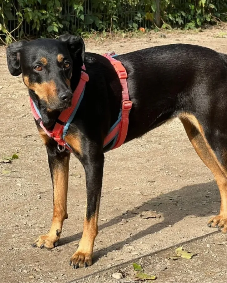 Pinscher-Mischlingshündin Lina steht auf einem Kiesplatz und trägt das bellerei Y-Geschirr in Koralle mit hellblauem Polster