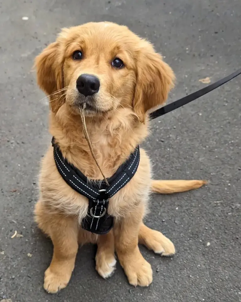 Golden-Retriever-Welpin Lucy sitzt auf dem Asphalt und trägt das schwarze bellerei Y-Geschirr mit Reflektorstreifen