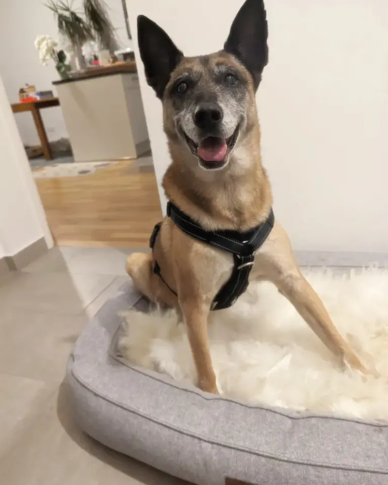 Malinois-Seniorin Miss Marple steht auf einem Hundebett und trägt das schwarze bellerei Y-Geschirr in Größe M-L