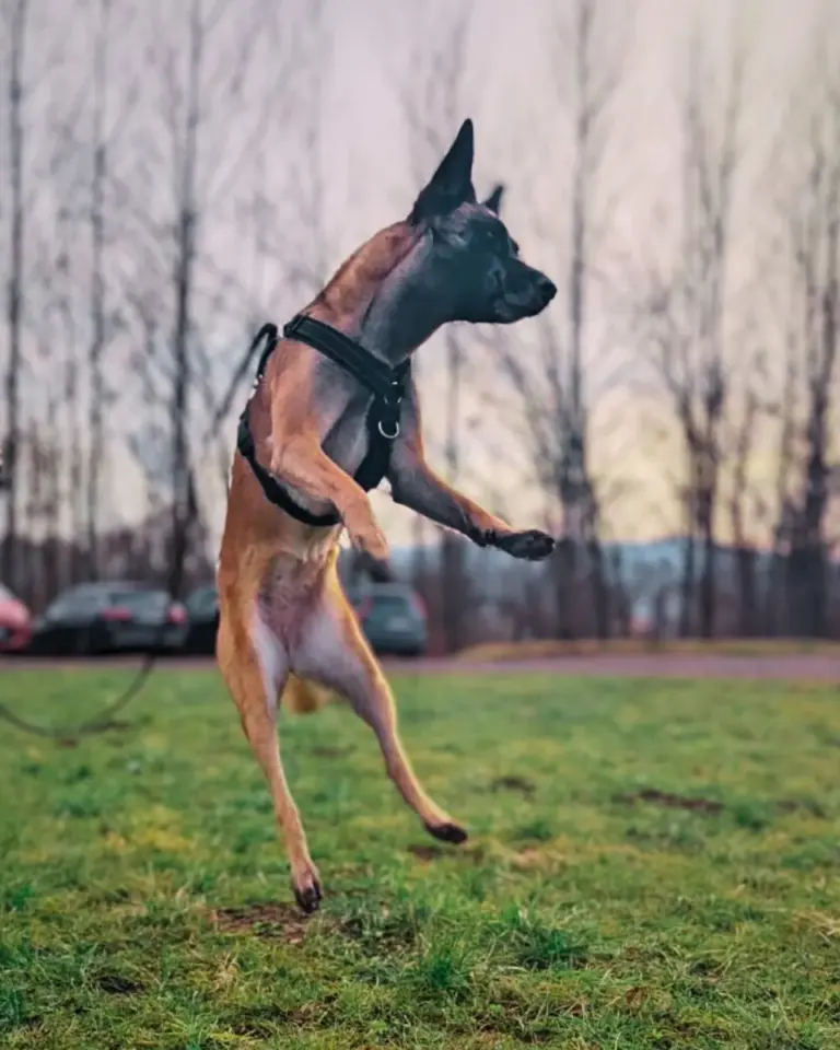 Malinois-Hündin Nova springt im schwarzen bellerei Y-Geschirr übermütig auf einer Wiese hoch