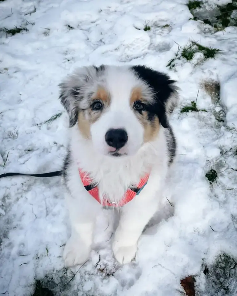 Australian-Shepherd-Welpin Puppi sitzt im Schnee und trägt das bellerei Y-Geschirr in Koralle in Größe S-M