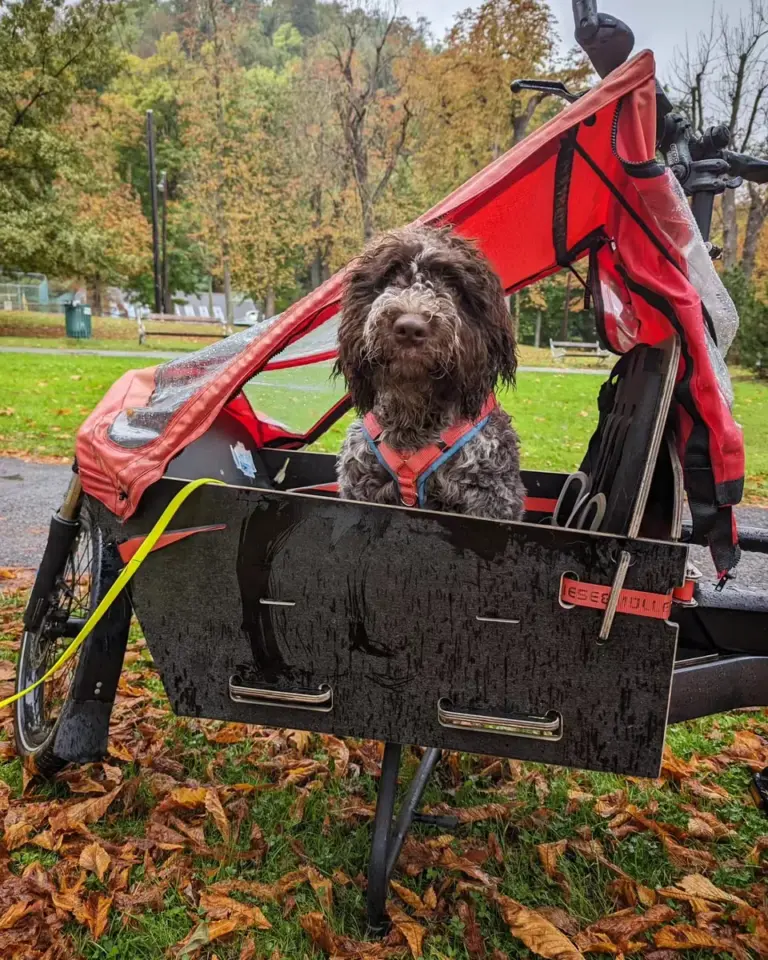 Lagotto-Romagnolo-Hündin Toni sitzt im bellerei Y-Geschirr in Koralle mit hellblauem Polster in der Kiste eines Lastenrads im Herbstpark