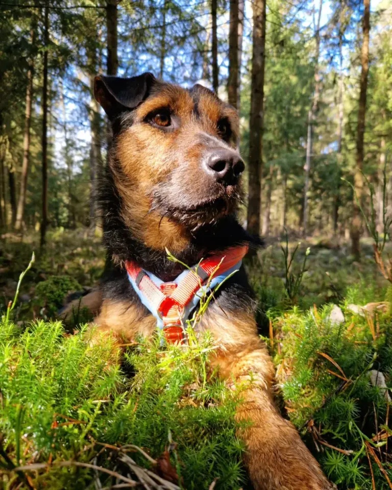Jagdterrier-Mischling Winnie liegt im Wald im Moos und trägt das bellerei Y-Geschirr in Koralle mit hellblauem Polster