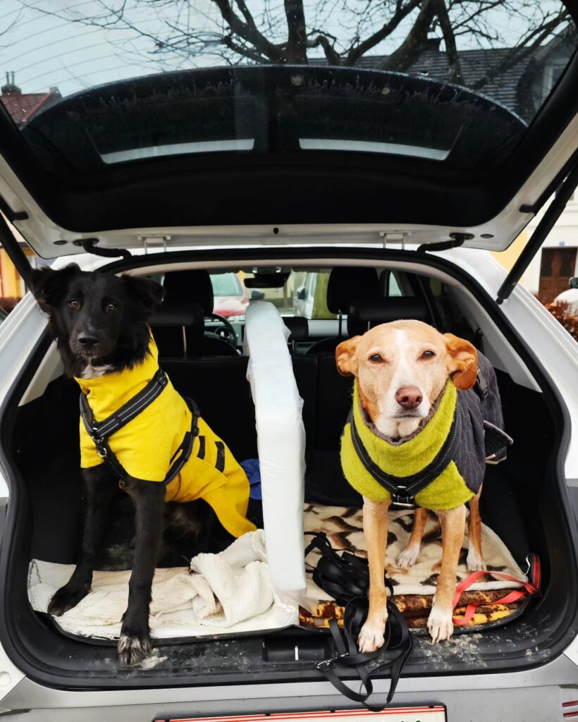 Biancas Hündinnen Venice und Viola mit bellerei Hundegeschirren und Wintermänteln im Kofferraum