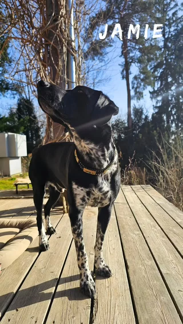J a m i e –

schickt sonnige Grüße aus Graz ☀️ #dressedforsuccess im bellerei Halsband ➡️ Einzelstück ⬅️ #swart #31 🐕🤟

🐶 Model: Jamie von der @hundeschule_willenskraft in Graz
📸 Fotos by: @dublinbianca

Graz You, @marthiverena for that lovely afternoon together: 💃💃🐕🐕 !

#onlineshop #bellereihunde #hundeschulewillenskraft #dressedforsucces #bellereihalsband #dogmodel
#dogsofgraz #graz #citydoglife #adventuredog #dogphotography #happydoglife #sunnyvibes #bellerei #hundezubehör #igersaustria
