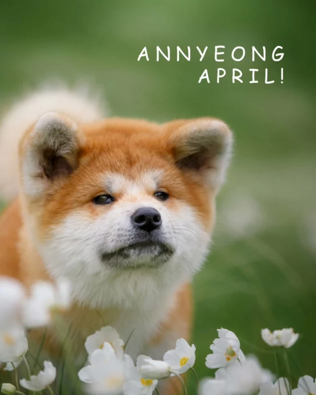 A n n y e o n g  A p r i l !

Ein neuer Monat, ein frisches Wuff, Wedel & Wau – Annyeong April!

„Annyeong“ kommt aus dem Koreanischen und bedeutet Hallo oder Friede – möge es dir gut gehen. Und genau das wünschen wir euch: einen entspannten, frühlingshaften Start in den April voller kleiner & großer Hundeglücksmomente!

🐕 HUNDERASSE DES MONATS: AKITA – STOLZ, STILL & TREU!

Der Akita Inu ist nicht nur imposant, sondern auch sensibel, loyal und oft mit einer großen Portion Eigenständigkeit gesegnet.
Berühmt wurde der Akita durch Hachikō, der über 9 Jahre lang jeden Tag am Bahnhof in Japan auf sein verstorbenes Herrchen wartete. Eine Statue erinnert bis heute an seine Treue.

🛍 BELLEREI-APRIL-HIGHLIGHTS – frisch für dich & deinen Vierbeiner:

• Relax-Rudi 2% & 10%, 15% & 30% CBD Öle – sanfte Entspannung, vor allem bei hormonellen Frühlingswirbeln (Läufigkeit & Co.)
• Fellpflege-Tools & Pfotenbalsam – für haarige Zeiten & streichelzarte Pfoten
• Futter-Mini-Dummy – Apportieren, Tauschen & Spielen mit Herz & Hirn
• Leinen in 3, 5 & 10 Meter – für sichere Frühlingsabenteuer
• Tatzenklunker Armband – die schönste Verbindung zwischen Mensch & Hund
• Pssst… bald erhältlich: bellerei-Hundehalsbänder – perfekt abgestimmt zu unseren Geschirren in Koralle/Smokey-Blue & Schwarz-in-Schwarz!

📅 WAS BRINGT DER APRIL?

• 1. April: Aprilscherze willkommen!
• 6. April: Tag des Sports – Bewegung tut gut: ein neuer Trick, ein längerer Spaziergang oder Dummytraining vielleicht?
• 10. April: Tag der Geschwister – wie wär’s mit einem Geschenk für den bellenden Hundebruder oder die zottelige Hundeschwester?
• 13. April: Vollmond (um 00:21 Uhr) – auch „Pink Moon“ genannt, der erste Frühlings-Vollmond
• 20. April: Internationaler Tag des Glücks der Tiere – ein Grund mehr für Schnüffelspaß & Kuscheleinheiten

Annyeong, April – wir sind bereit für dich!

Zeigt uns eure bellerei-Momente – ob mit Akita oder Mischling – wir freuen uns auf Fotos, Reels & Geschichten.

#annyeongapril #bellerei #akita #hachiko #hundeglück #relaxrudi #dummytraining #futterminidummy #dogsoftheworld #tatzenklunker #leinenliebe #frühlingshund #hundehalsband #comingsoon #hundeshop #hundeliebe #hundezubehör