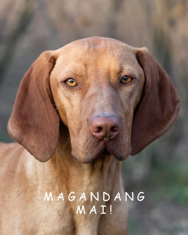 M A G A N D A N G  M A I !

Ein neuer Monat, ein neuer Hundeblick: Willkommen, du wunderschöner Mai!

„Magandang“ kommt aus dem Philippinischen und bedeutet „wunderschön“ – und genau so starten wir in diesen Monat: mit viel Hundeliebe, Tatendrang und einem eleganten Magyar Vizsla als Monatsmodel!

🐾 Hunderasse des Monats: Magyar Vizsla – der ungarische Allrounder mit Herz & Hirn
Athletisch, feinfühlig & menschenbezogen – Vizslas sind Jagd- und Familienhunde mit großer Bindungsfähigkeit und dem Wunsch, immer dabei zu sein.

Pssst…BELLEREI-MAI-ESSENTIALS... ganz bald NEU im Onlineshop:
🎗Unsere bellerei-Halsbänder – abgestimmt auf unsere beliebten Geschirre: Koralle mit Smokey-Blue oder klassisch Schwarz-in-Schwarz – stylisch, sicher & durchdacht!
🌱CBD-ÖL jetzt auch in 50%! Gegen (chronische) Schmerzen, für mehr Ruhe im Trubel und hormonellen Balancezeiten.

📅 WAS BRINGT DER MAI?

• 1. Mai: Tag der Arbeit – aber nur für Zweibeiner!
• 4. Mai: Star Wars Day – möge die Schnüffelkraft mit euch sein
• 13. Mai: Neumond – Zeit für neue Ziele, neue Routinen
• 23. Mai: Welt-Schildkröten-Tag – auch wir sagen: Langsam ist manchmal ganz schön schlau!
• 30. Mai: Weltspieltag – raus in die Wiese, her mit dem Dummy!

Magandang Mai – wir freuen uns auf eure bellerei-Momente!

#magandang #vizsla #bellerei #mai #relaxrudi #tatzenklunker #hundeshop #neueskommt #bellereihalsband #dummytraining #pfotenpflege #hundeglück #hundeliebe #hundezubehör #neumond #weltspieltag #hundehalsband #cbdoilfordogs