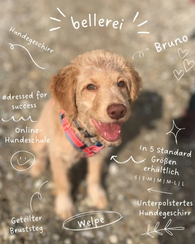 B r u n o . . .

. . . aus der Online-Hundeschule by @hundeschule_willenskraft – im bellerei-Outfit:
#dressedforsuccess und bereit für jedes Abenteuer!

Der flauschige Welpe trägt unser unterpolstertes bellerei-Hundegeschirr mit geteiltem Bruststeg – ultraschick, bequem, sicher und in 5 Größen erhältlich: S | S-M | M | M-L | L

Die 3 Meter bellerei Leine, ein paar Leckereien, den Motivationswürfel & unserer Futter-Mini-Dummy hat er übrigebs auch Zuhause 🥳🐕🎲🍖🐶➰️💰🏡

Pssst… schon gewusst?
Bald gibt's die passenden Halsbänder zu unseren Geschirren –
in Koralle mit Smokey Blue und Schwarz in Schwarz. Stay tuned!

#bellerei #hundeschulewillenskraft #hundegeschirr #welpenliebe #onlinehundeschule #dogstyle #doggear #yabbadabbadoo #happydog #puppylife #bruno #comingsoon #hundehalsbänder #bellereishop