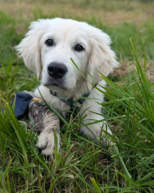 W i n n i e . . . 

. . . der junge Golden Retriever Rüde aus der Hundeschule Willenskraft in Graz präsentiert stolz seine erfolgreich apportierte Beute: den bellerei Futter-Mini-Dummy.

Perfekt für Rückruf, Apport, Spaß & Motivation im Training – klein, praktisch und immer ein bisschen Zauber drin!

Foto: @marthiverena von der @hundeschule_willenskraft  in #graz 

#hundespielzeug #futterminidummy #bellereihunde #hundezubehör #hundewelt #dummytraining #goldenretriever #welpenschule #bellerei #hundeschulewillenskraft #bellereishop #wau #goldenretrieverpuppy #hundetraining #wuff #wedel