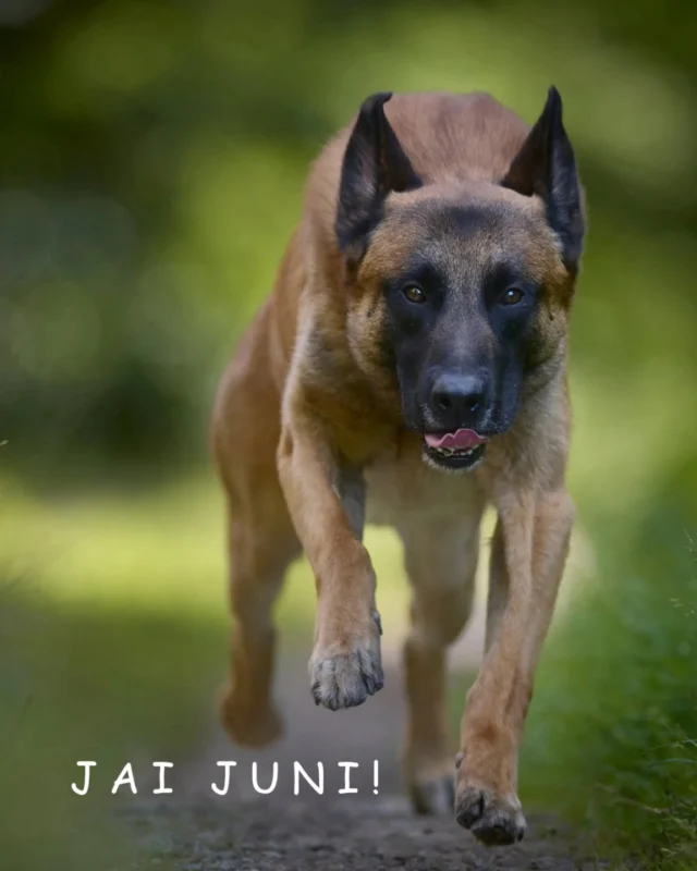 J a i  J u n i !

Ein neuer Monat – mit voller Kraft voraus!

"Jai" bedeutet im Sanskrit: Sieg, Kraft, Aufbruch.
Und genau damit starten wir in diesen Juni: kraftvoll, wach & mit klarem Blick – so wie unser Monatsmodel:
💥 Hunderasse des Monats: Malinois
Schnell, feinfühlig, fokussiert – ein Arbeitshund mit Charakter, Energie und echter Teamfähigkeit. Kein Hund für alle – aber einer, der alles gibt, wenn man ihn versteht.

🛍 NEU im BELLEREI-Shop:

✨ Die bellerei-Halsbänder sind da!
Passend zu unseren Geschirren jetzt auch:
– Koralle mit Smokey-Blue (frisch & lebendig)
– Schwarz-in-Schwarz (klassisch & edel)

🌱 CBD-ÖL 50%
Für Ruhe, hormonelle Balance und Schmerzfreiheit – besonders geeignet bei chronischen Themen oder herausfordernden Lebensphasen.

🌿 NEU: VITAL-VIOLA
Bald erhältlich: Unsere neue Kräutermischung für Energie, Zellschutz und Stoffwechselpower – die perfekte Ergänzung zu Relax-Rudi & Magenstarker-Maxl.

📅 WAS BRINGT DER JUNI?

• 5. Juni: Weltumwelttag – Natur lieben, Verantwortung leben
• 11. Juni – Vollmond 🌕 (Erdbeermond)
• 21. Juni: Sommersonnenwende – Zeit für Leichtigkeit & Licht
• 24. Juni: Johannistag – Heilkräuter & Erntezeit
• 30. Juni: Halbjahres-Rückblick – Wie geht’s euch und euren Hunden?

Jai Juni – auf einen Monat voller Klarheit, Nähe, Bewegung & neuen Möglichkeiten!

Wir freuen uns auf eure bellerei-Momente. 💛

#jai #juni #malinois #bellerei #cbdoil #kräuterliebe #halsband #hundezubehör #vitalviola #relaxrudi #magenstarkermaxl #sommersonnenwende #neueskommt #hundeglück #bellereishop #teamdog #hundehalsband #kräuterfürhunde