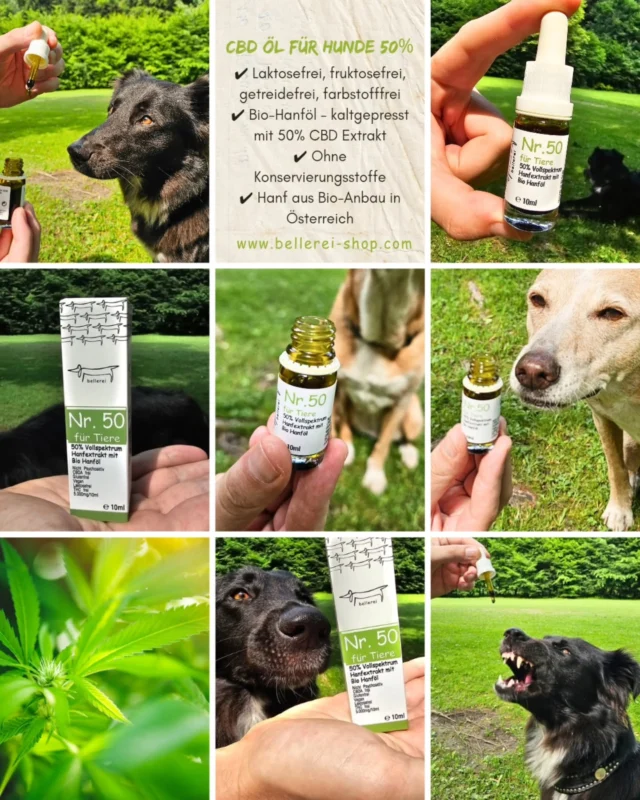 N e u  b e i  d e r  b e l l e r e i 🐾

🆕️ Unser stärkstes Öl ist da: 🌱 CBD-Öl für Hunde 50%

Für besondere Fälle, in denen dein Hund mehr braucht:
➡️ bei chronischen Schmerzen
➡️ in stressintensiven Phasen
➡️ zur Regulation des Nervensystems & Hormonhaushalts

✨ Reines Vollspektrum-Öl mit 100% Bio-Hanf aus Österreich
✨ Ohne Zusatzstoffe, THC-frei, laborgeprüft
✨ Entwickelt für sensibelste Hunde-Organismen

👉 Jetzt entdecken:
https://www.bellerei-shop.com/produkt/cbd-ol-fur-hunde-50/

#cbdfürhunde #bellerei #hundegesundheit #stressabbauen #schmerzlinderung #hundeliebe #neu #bellereihunde #bellereishop @bellerei_produktwelten