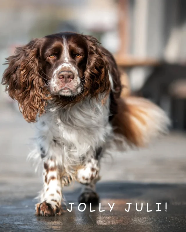 🌞 J O L L Y  J U L I 

– Sommerabenteuer, Schnüffelspaß & Stil! 🌞

Unser Juli-Model: ein English Springer Spaniel – temperamentvoll, menschenbezogen und stets bereit für Abenteuer. Diese sportliche Rasse liebt Wasser & Bewegung, aber auch sie braucht in der Sommerhitze clevere Pausen & gute Begleitung.

SOMMER mit Hund – unsere Essentials:
☀️ Spaziergänge in den kühlen Morgen- & Abendstunden
💦 Immer frisches Wasser dabeihaben
👣 Achtung heißer Asphalt – lieber Wiese & Wald
🧘‍♀️ Pausen im Schatten statt Action im Hochsommer

bellerei MUST-HAVES für heiße Tage & coole Teams:
🎽 Hundegeschirr + passendes Halsband
→ Sicherer Sitz & stilvolles Design – in 2 Farbe & diversen Größen 

🦮 Leine deiner Wahl – 3 m, 5 m oder 10 m
→ Für sicheren Wasserspaß, Ausflüge oder Schleppleinen-Training

🧴 Veganes Hundeshampoo
→ Perfekt nach dem Bad im Fluss, See oder Meer – sanft zur Haut & frei von Schnickschnack

🦴 Futter-Mini-Dummy
→ Für schlaue Apportier- & Schnüffelaufgaben!

🐑 Kauspaß für entspannte Abende:
→ Pansenknackies (Rind oder Schaf), getrocknete Lunge, Rinder- & Schweineohren – 100 % Natur, 100 % Genuss

📦 Jetzt entdecken auf www.bellerei-shop.com

#bellerei #jollyjuly #englishspringerspaniel #hundezubehör #sommermithund #hundstage #hundegeschirr #tierschutzkonform #schnüffelspaß #kauspaß #apportieren #vegan #hundeshampoo